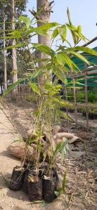 bamboo saplings