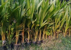 Coconut Plant