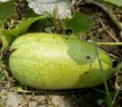 Fresh Ash Gourd