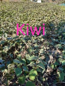 Kiwi Saplings
