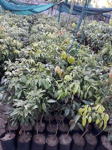 Litchi Saplings