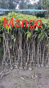 Mango Saplings