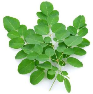 Fresh Moringa Leaves