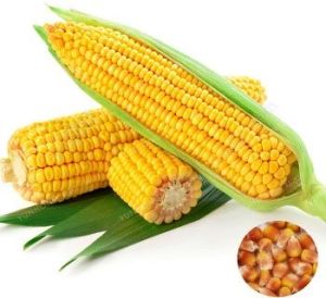 Fresh Yellow Corn