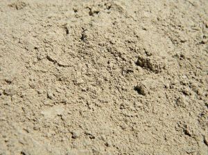 Diatomaceous Earth