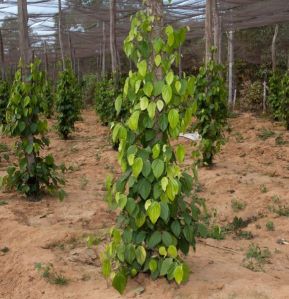 Black Pepper Plant