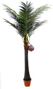 Coconut Plant