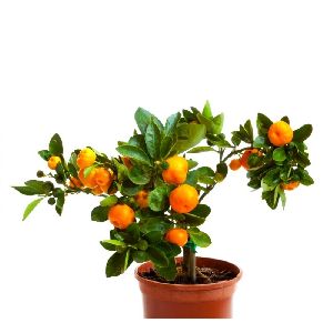 Orange Plant