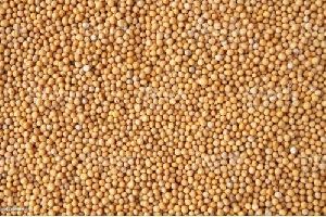 Yellow Mustard Seeds