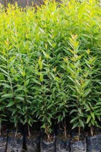 Pomegranate Plants