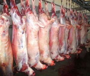 Frozen Lamb Carcass