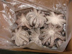 Frozen Octopus