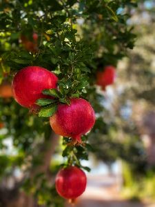 Fresh pomegranate