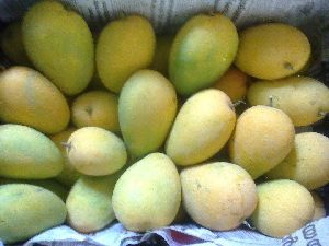 Fazli Mango