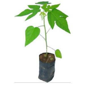 Organic Papaya Plant