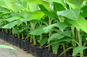 Tissue Culture Banana Plant