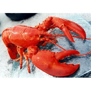 Frozen Red Lobster