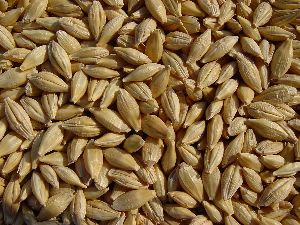 barley grain