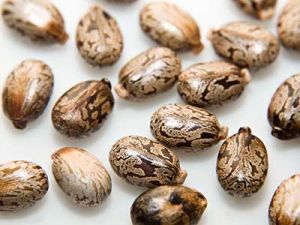 Castor Seeds