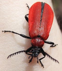 Fire Beetle Insect