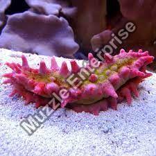 Spiny Sea Cucumber