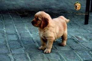 Golden Retriever Royal Retriever Kennel