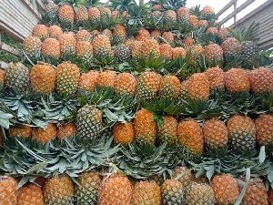 Fresh Pineapple