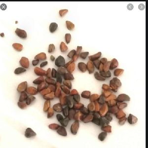 Rose Seeds