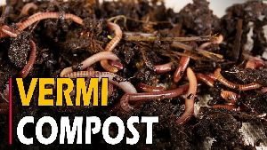 vermicompost ( javik khad )