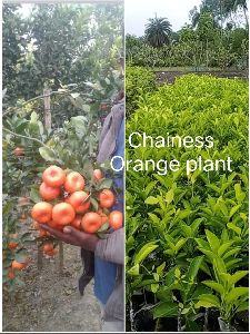 Chinese Orange Plant