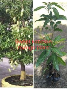 Sweet Katimon Mango Plant