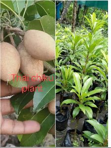 Thai Chiku Plant