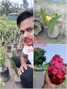 Thai Dragon Fruit Plant