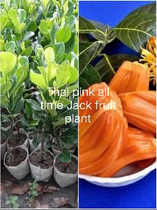 Thai Jackfruit Plant