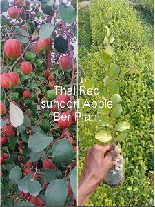 Thai Red Sundari Apple Ber Plant