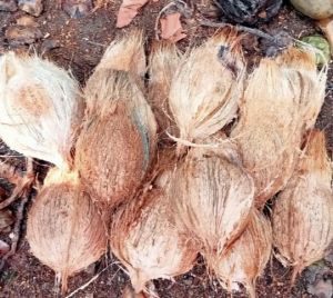 Semi Husked Coconuts