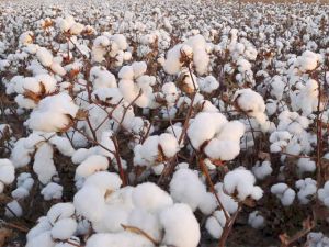 Raw Cotton Bale