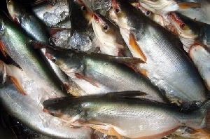 Fresh Pangasius Fish