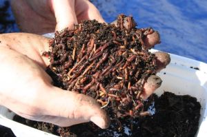 vermicompost