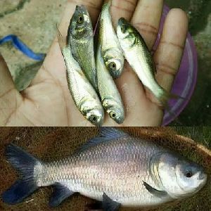 Catla Fish Seed