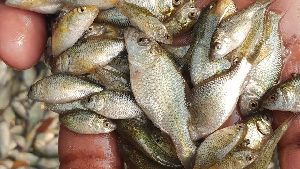 Common Carp Fish Seed