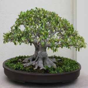 ficus bonsai