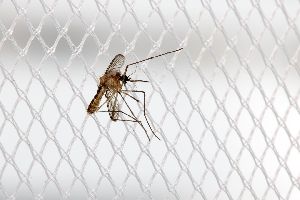 Mosquito Proof Screen
