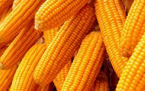 dry yellow maize