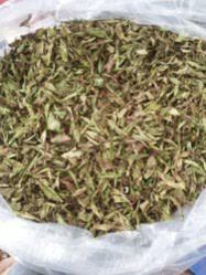 Holy Basil Dried Leaves