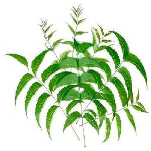 Green Neem Leaves