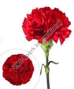 Fresh Carnations Flower