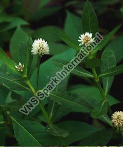 Fresh Fenugreek Leaves