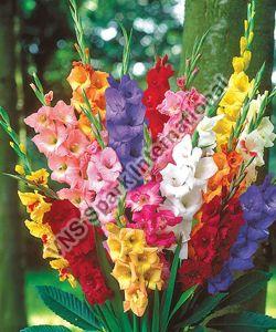 Fresh Gladiolus Flower