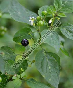 Fresh Manathakkali Keerai Leaves
